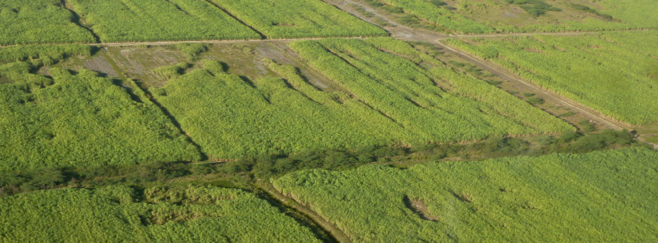 Aerial view of green agricultural fields divided by dirt roads and a tree-lined waterway, with warm natural lighting